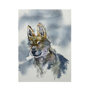 Wildlife Ink - Coyote