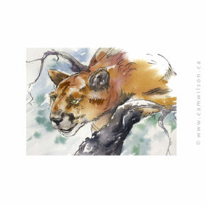 Wildlife Ink - Cougar Art Print
