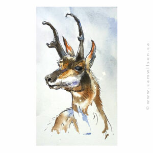 Wildlife Ink - Antelope Art Print