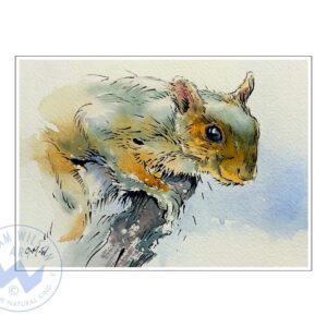Wildlife Ink - Squirrel