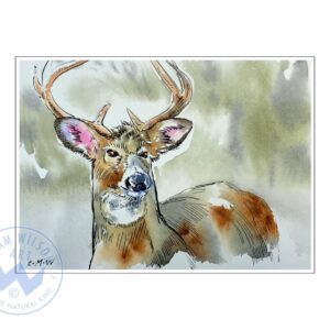 Wildlife Ink - Deer