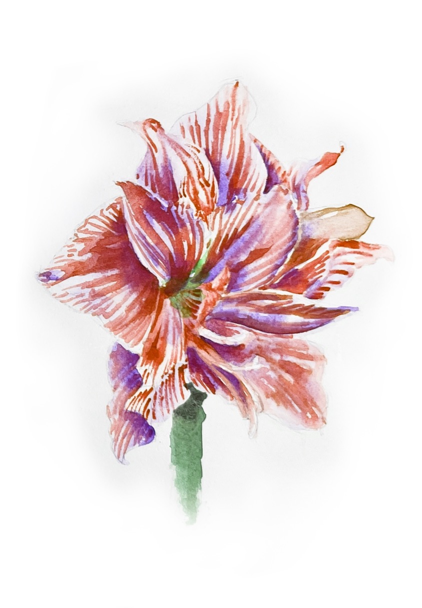 watercolor art of Amaryllis
