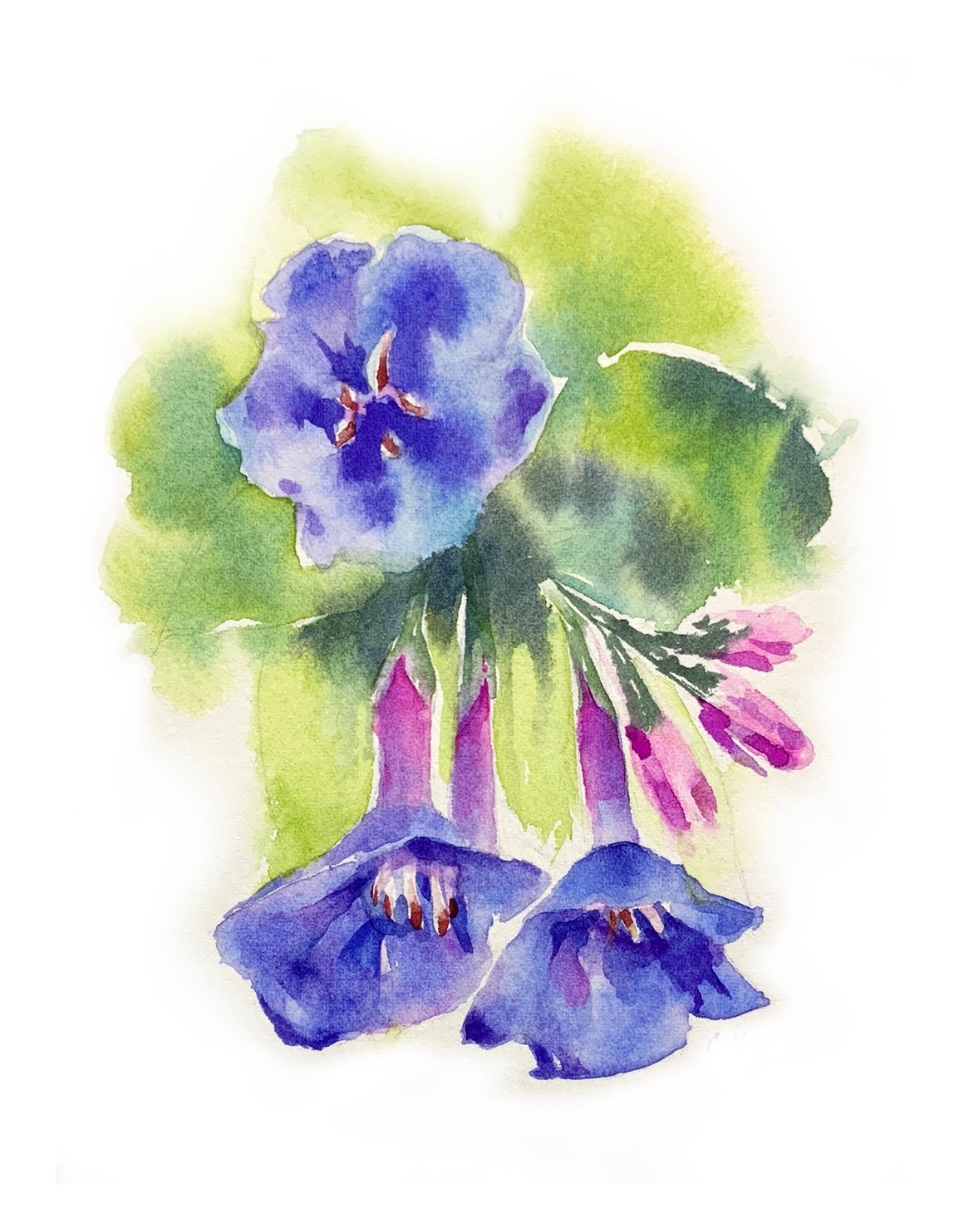 watercolour illustration of virginia bluebells