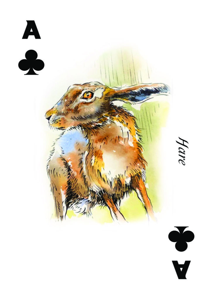 Ace of Clubs - Illustrated Hare